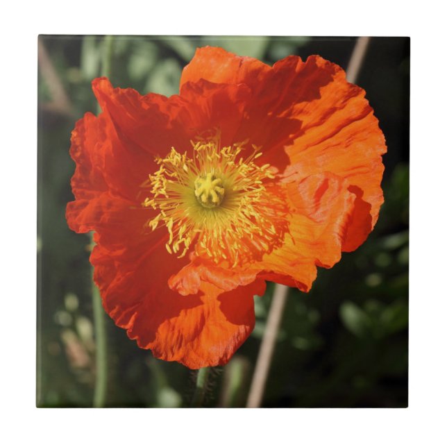 Welsh Poppy (Laranja) (Frente)