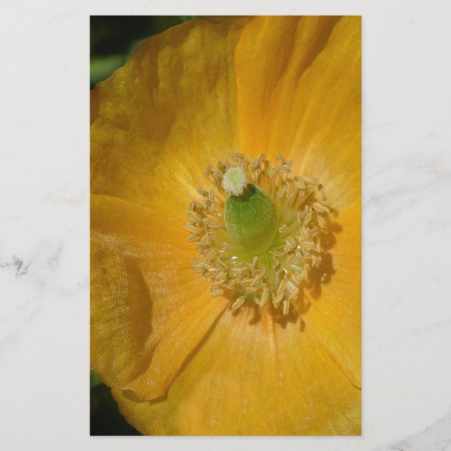 Welsh Poppy Macro (Frente)