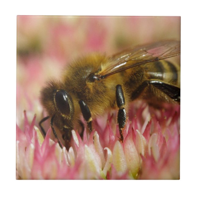 Western Honey Bee Macro (Frente)