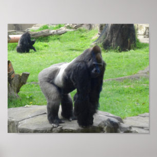 Western Lowland Gorilla #1 Poster