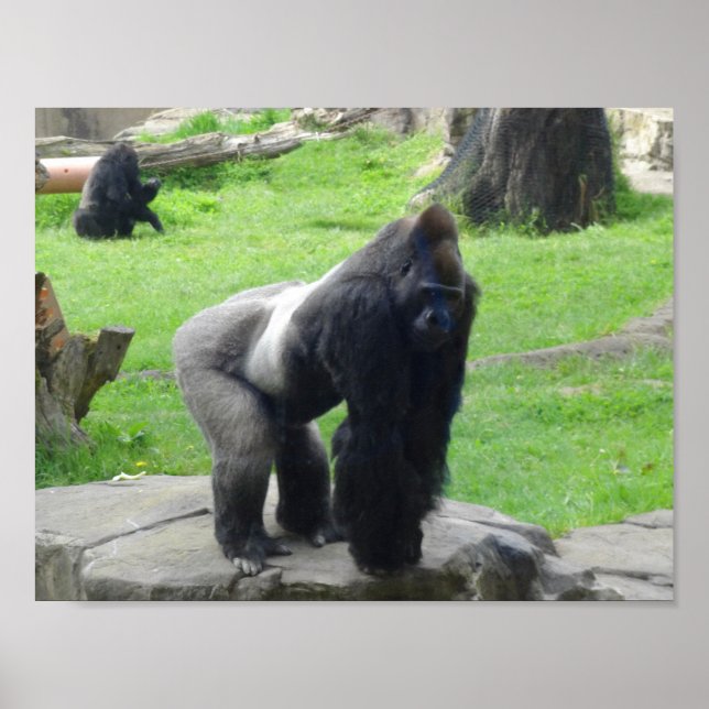Western Lowland Gorilla #1 Poster (Frente)