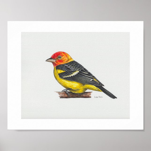 Western Tanager Art Impressão (Frente)