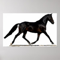 Westfalen Dressage Horse Poster