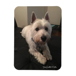 Westie 3"" ímã da foto x4