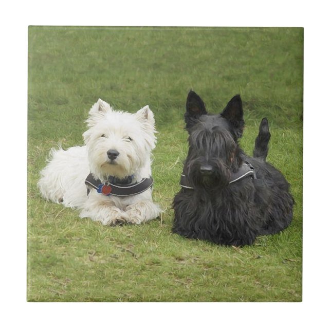 Westie & Scottie Grama Verde (Frente)
