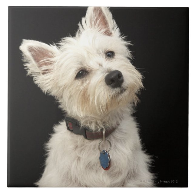 Westie (terrier ocidental das montanhas) com colar (Frente)