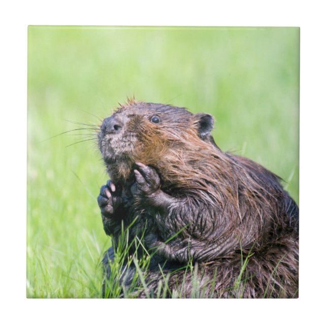 Wet Beaver (Frente)