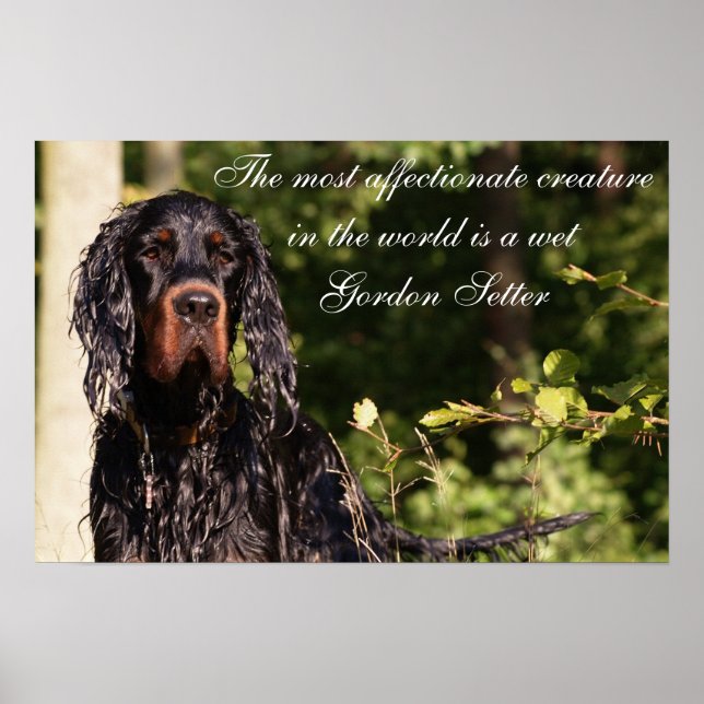 Wet Gordon Setter Poster (Frente)