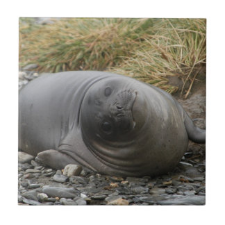 Whassup? Azulejo do selo