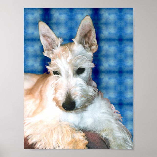 Wheaten Scottie Poster (Frente)