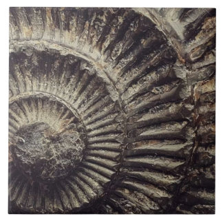 Whitby Ammonite - Impressão grande