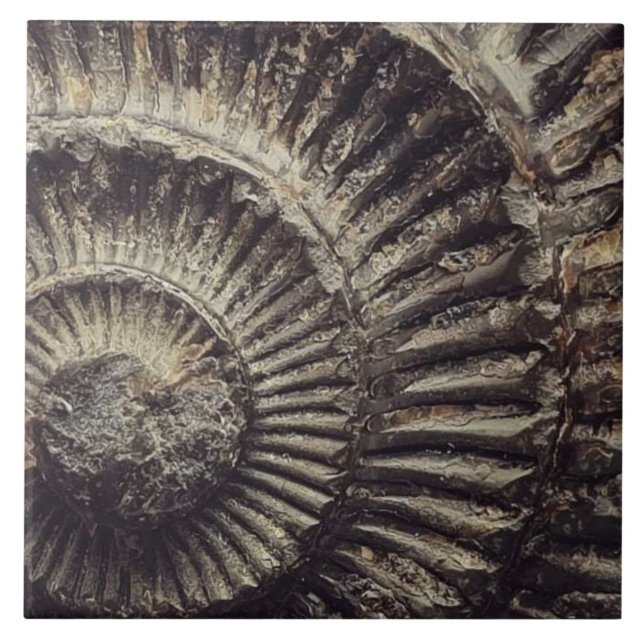 Whitby Ammonite - Impressão grande (Frente)