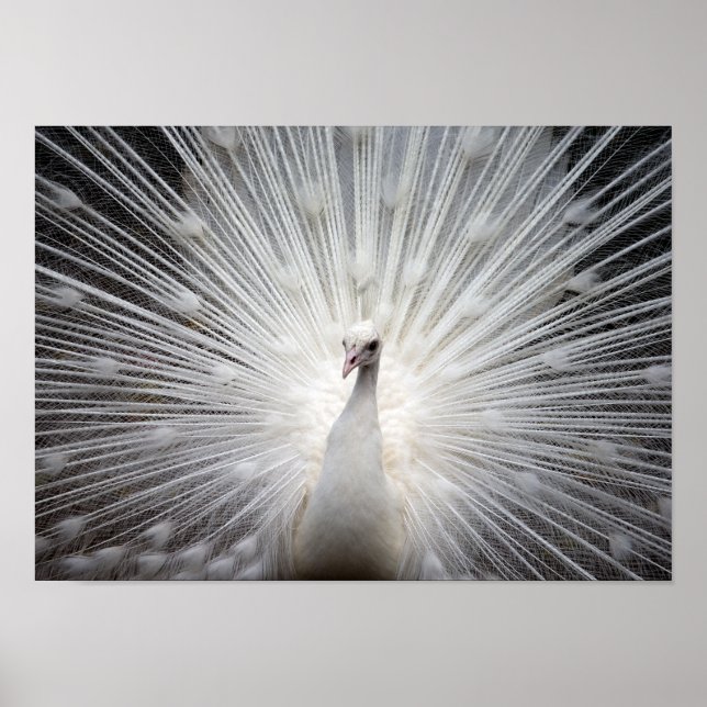 White Albino Peacock Stunning Wall Art Poster (Frente)