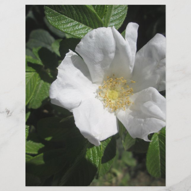 White Beach Plum Rosa (Frente)