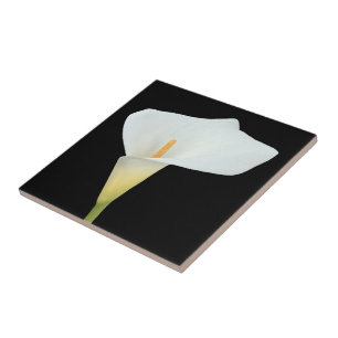 White Calla Lily Flower Backyard Foto do jardim