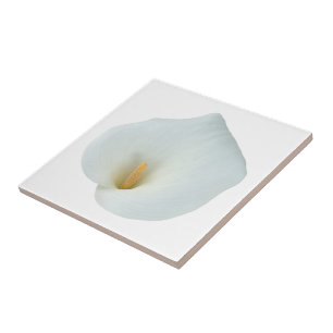 White Calla Lily Flower Backyard Foto do jardim