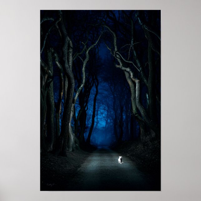 White Cat na Canopy Road na Night Poster Art Impre (Frente)