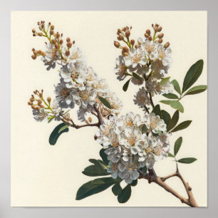 White Crepe Myrtle Flowers Art Impressão