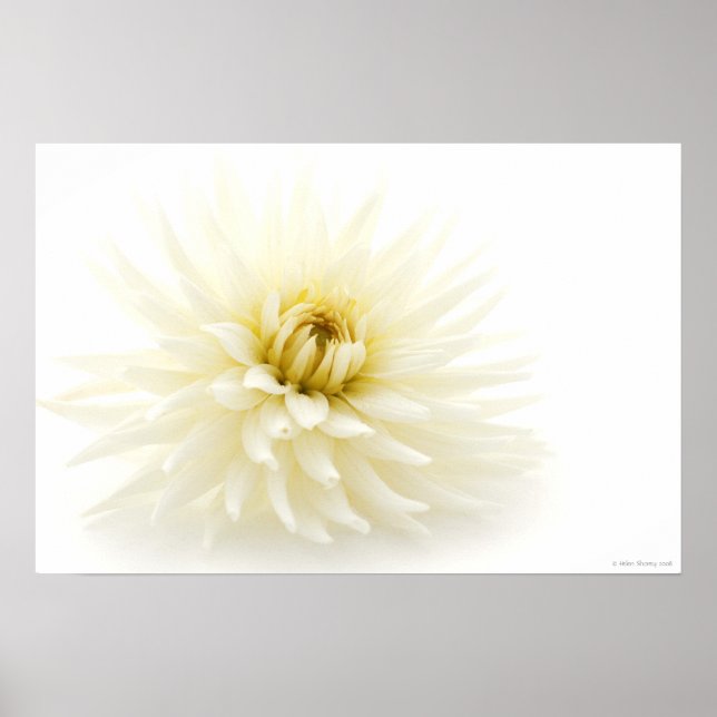 White Dahlia Poster (Frente)