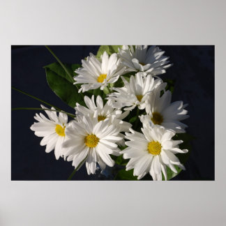 White Daisies Poster