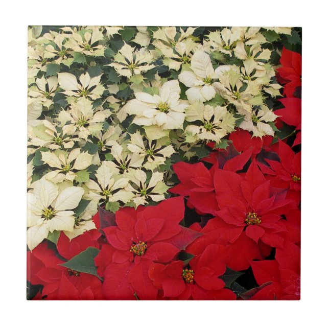 White e Red Poinsettias I Feriado Floral (Frente)