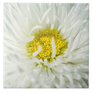 White English Daisy Flower