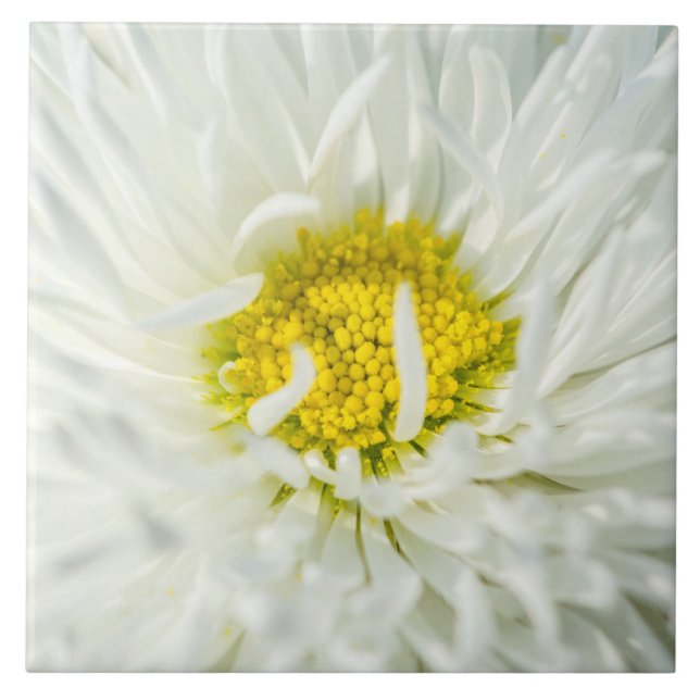 White English Daisy Flower (Frente)