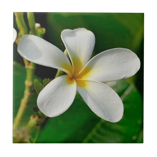 White Frangipani (Frente)