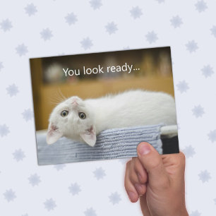 White Kitten Bem-vindo de volta aos Cartões de Men