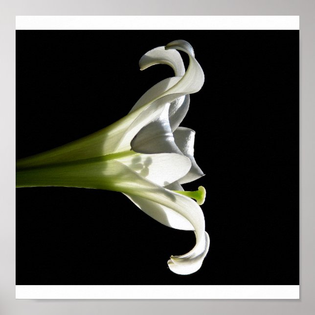 White Lily Poster 2 (Frente)