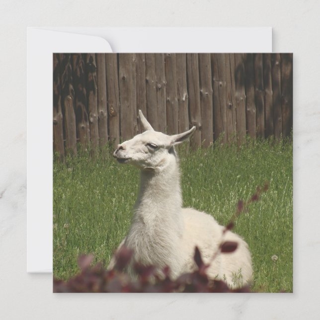 White Llama (Frente)