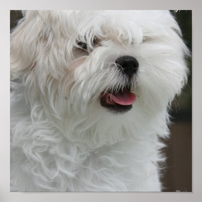 White Maltese Puppy Poster Print (Frente)