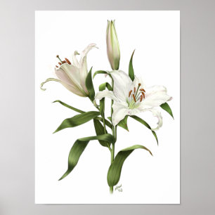White Oriental Lily Original Art Impressão
