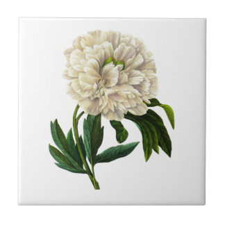 White Peony Por Pierre Joseph Redoute