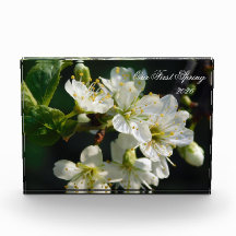 White Plum Blossom Macro | Personalized Photo Bloc
