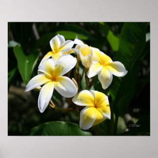 White Plumeria Art Impressão