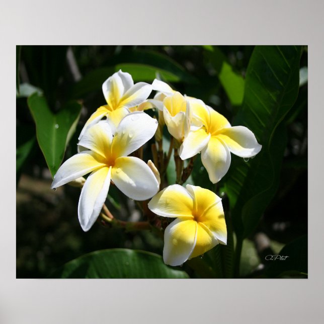 White Plumeria Art Impressão (Frente)