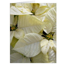 White Poinsettia - Grande Cartão de Saudação