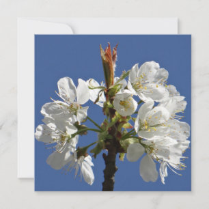 White Primavera Bloom