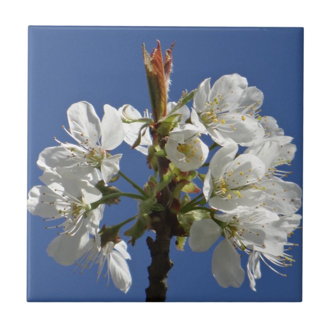 White Primavera Bloom (Frente)
