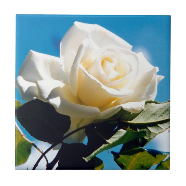White Rose Beauty (Frente)