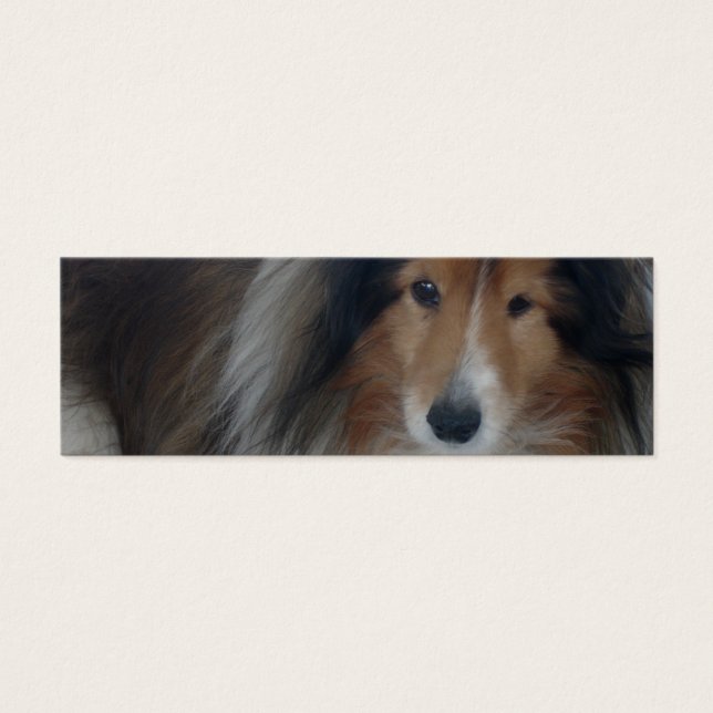 White Sheepdog (Frente)