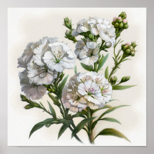White Sweet William Flower Art Impressão Poster