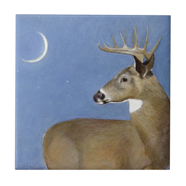 White Tail Buck (Frente)