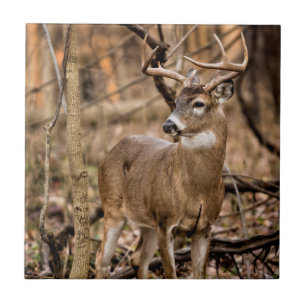 White Tail Deer Buck