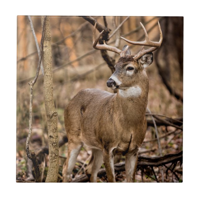 White Tail Deer Buck (Frente)