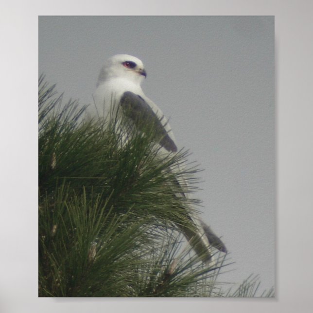 White-tailed Kite Poster (Frente)