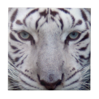 white-tiger2-10x10
