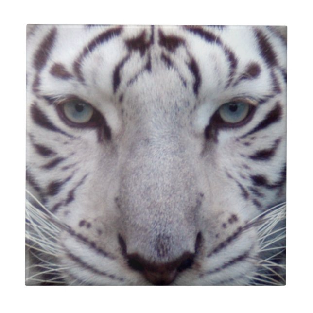 white-tiger2-10x10 (Frente)