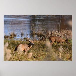 Whitetail Buck e Doe Poster